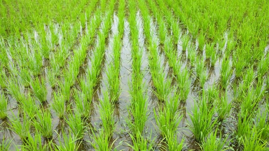 A agricultura irrigada desempenha um papel crucial