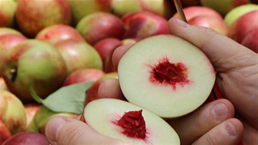 Nectarinas: oferta de fruta por mais tempo ao consumidor