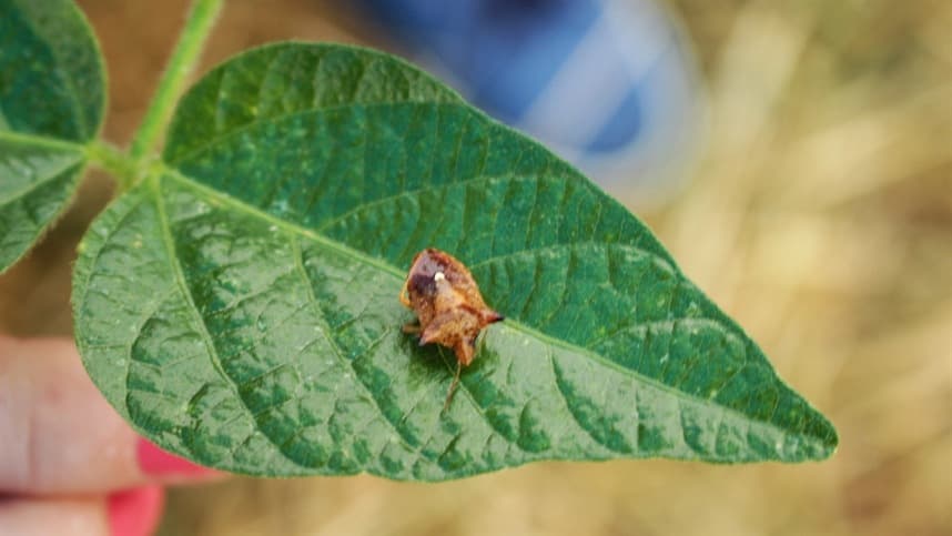 Inimigos naturais das pragas do tomateiro.