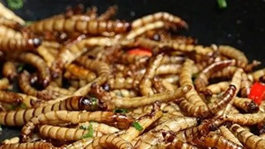 Larvas de besouro agora são alimento na Europa