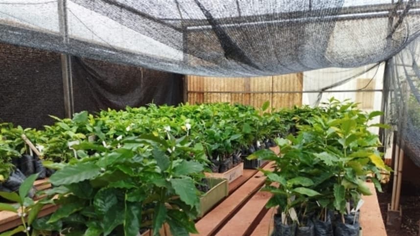 Estudo da Epamig identifica cafeeiros resistentes à ferrugem