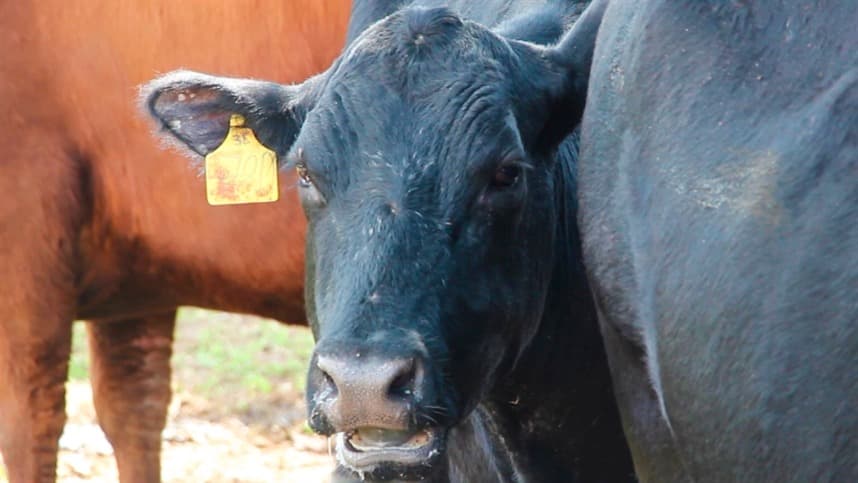 Paraná alerta para casos de raiva