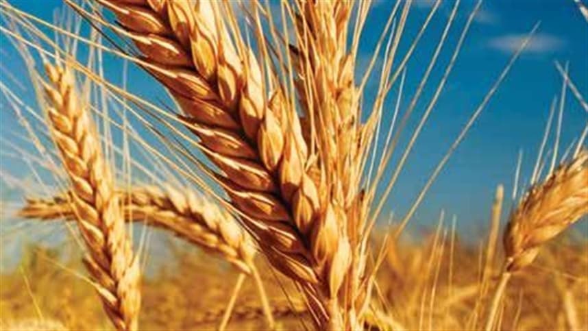 No Rio Grande do Sul, o trigo velho está no fim