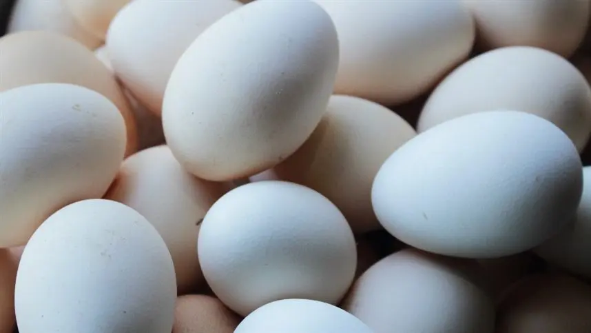 Pernambuco é o quarto maior produtor de ovos do país