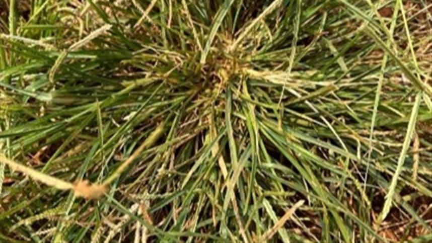  Capim-Pé-de-Galinha resistente a herbicidas se torna um problema de proporções continentais