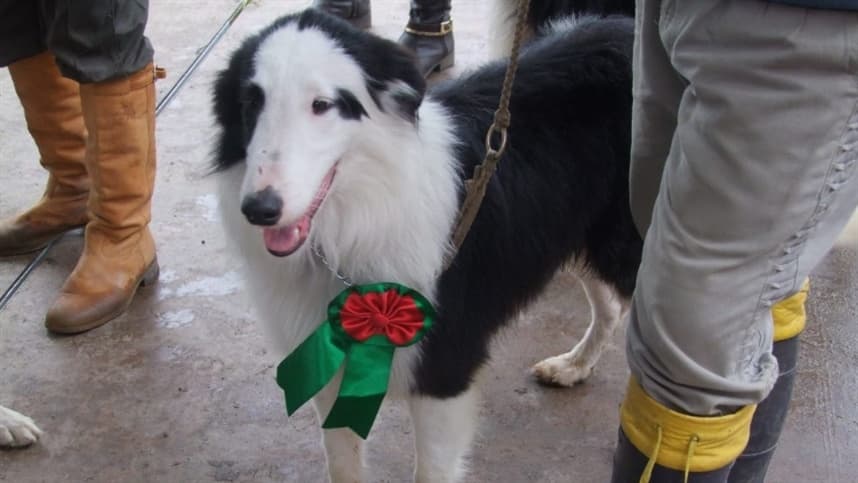Cães de pastoreio mostram seu valor na Expointer