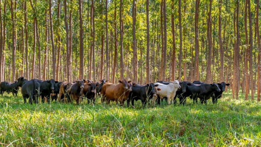 Feira AgroBrasília 2025 destaca Integração Lavoura-Pecuária