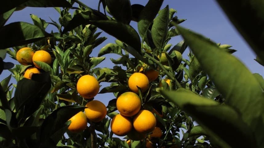 Alerta para citricultores: investir em inseticidas no controle do greening