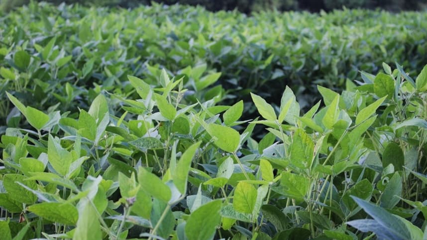 Mitos e verdades sobre os inoculantes agrícolas