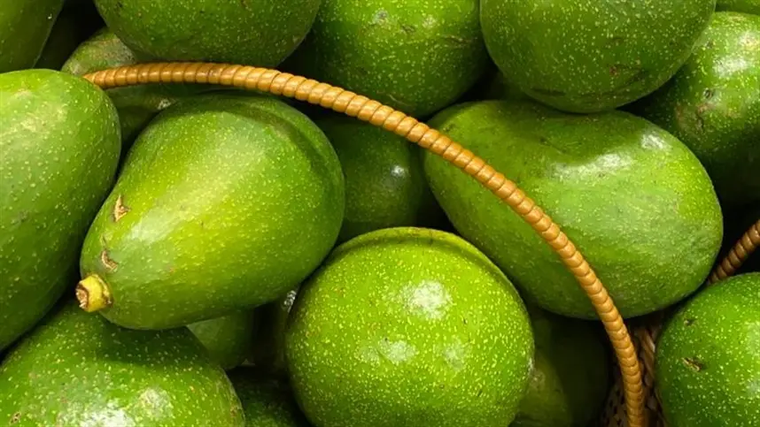 Exportação de abacate rende lucros para produtores