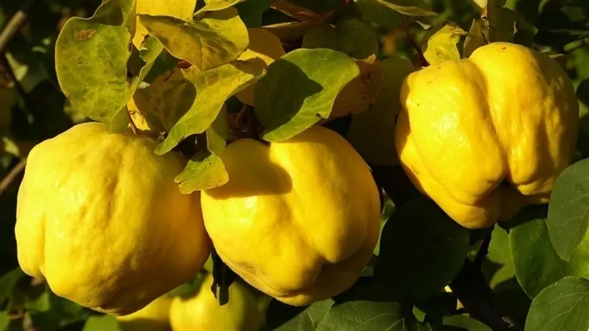 Conheça marmelo, a fruta do outono