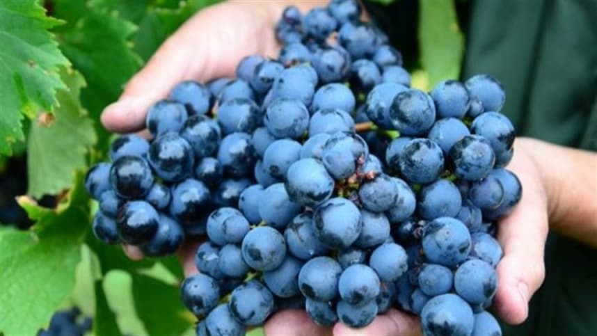 SC: agricultura investirá R$ 1 milhão para proteger do granizo a fruticultura