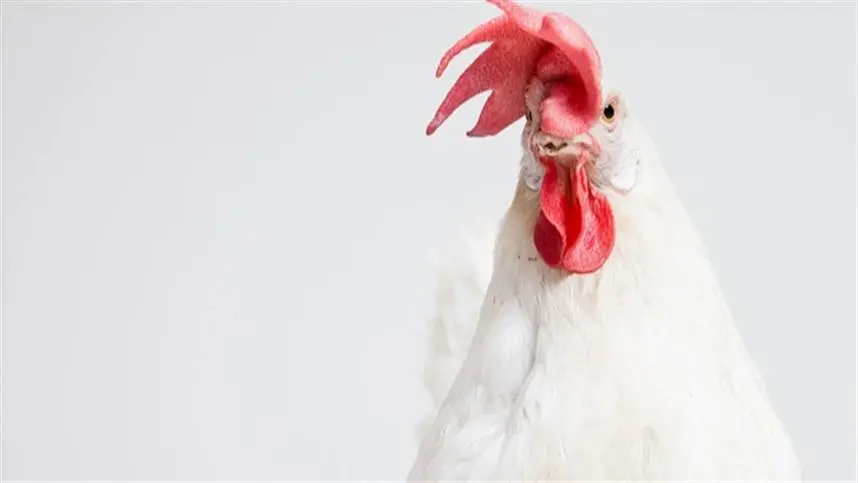 Lucas do Rio Verde produz 5,9 milhões de aves