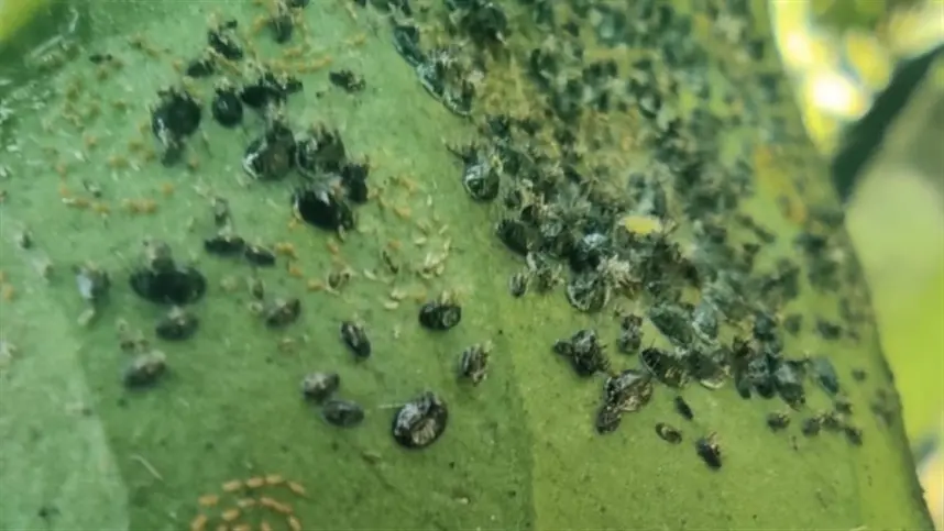 RS tem primeiro registro de mosca-negra-dos-citros