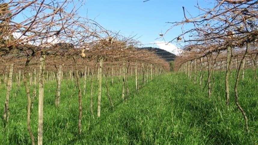 Frio favorece produção de frutas de clima temperado na Serra Gaúcha