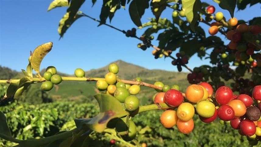 No café, o fungicida também se destacou no controle da phoma
