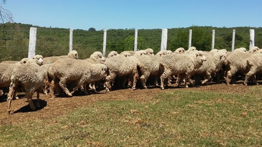 Lã gaúcha certificada é aprovada por compradores uruguaios
