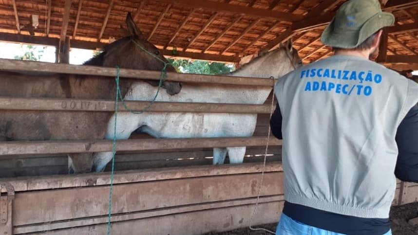 Tocantins registra o 17º caso de mormo em equídeo