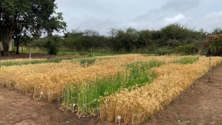 Cultivares de trigo: como escolher materiais para diferentes épocas de semeadura