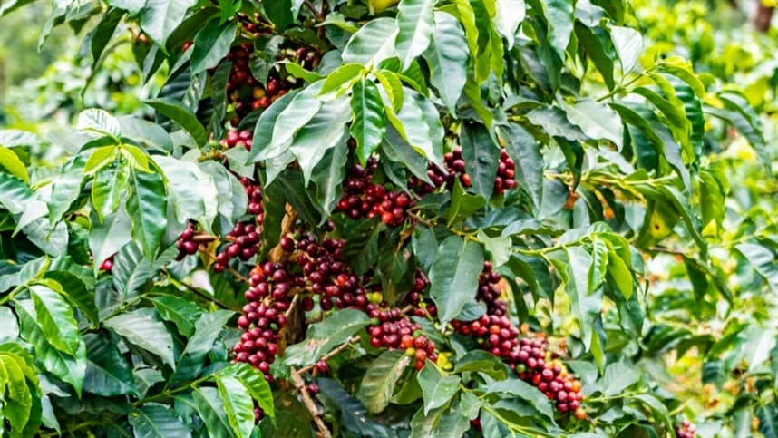 “O Brasil possui um potencial gigantesco para transformar produtos locais em símbolos"