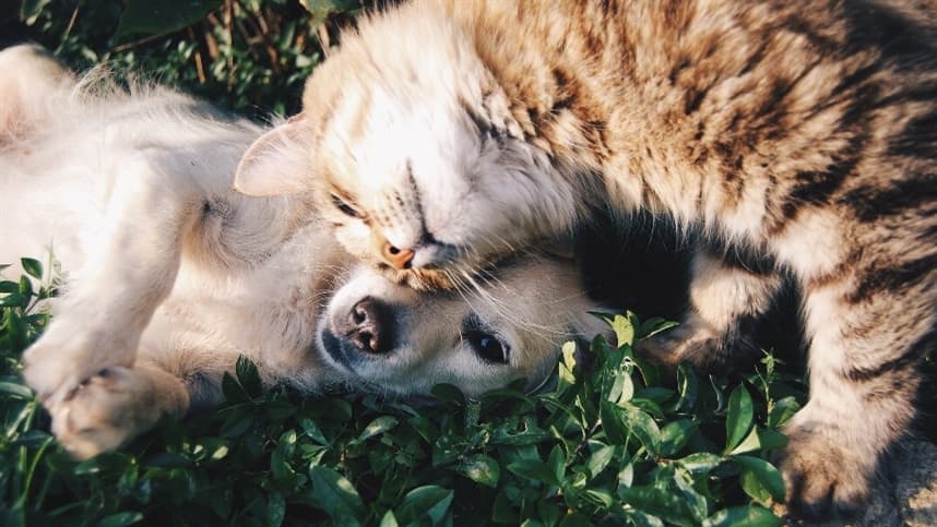São Paulo tem ações para estimular vacinação de animais contra raiva