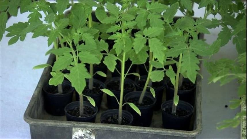 Enxertia é adotada no tomate para controlar doenças