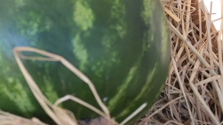 Melancia: demanda ainda desaquecida pelo frio faz preços recuarem novamente