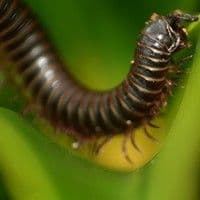 Piolho de cobra