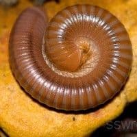 Piolho de cobra