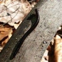 Piolho de cobra