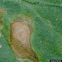 Mancha de alternaria