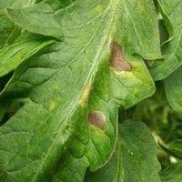 Mancha de alternaria