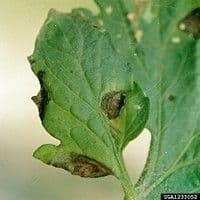 Mancha de alternaria