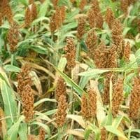 Sorgo