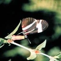 Poaia