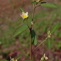 Guanxuma