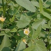 Guanxuma
