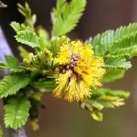 Aromita