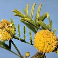 Aromita
