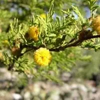 Aromita