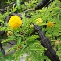 Aromita