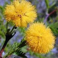 Aromita