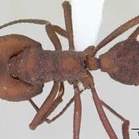 Formiga meia lua
