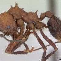Formiga meia lua
