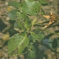 Mancha parda