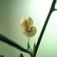 Pinheirinho