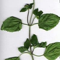 Menstrato branco