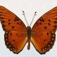 Lagarta das folhas