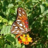Lagarta das folhas