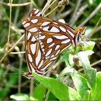 Lagarta das folhas